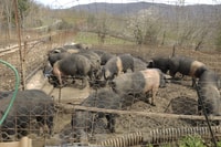 Siena - Discover a real Cinta Senese pig farm - Housity