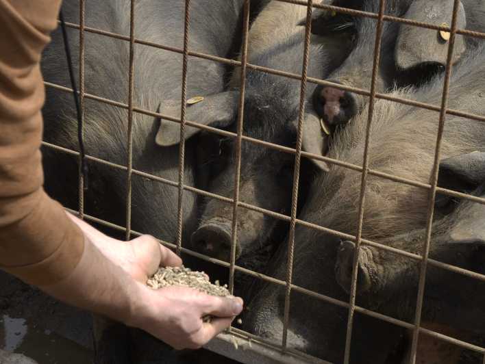 Siena - Discover a real Cinta Senese pig farm
