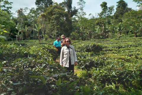 Yogyakarta: Nglinggo Tea Plantation Tour with Pickup