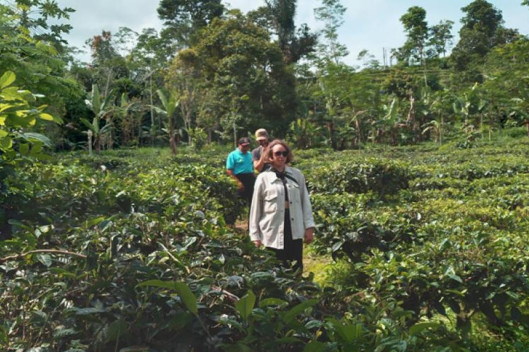 Yogyakarta: Nglinggo Tea Plantation Tour with Pickup