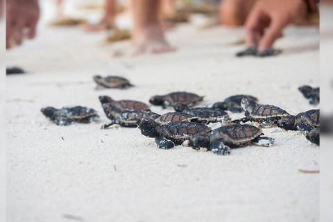 Bávaro: Passeio de lancha VIP pela Ilha Saona com Open BarExcursão VIP à Ilha Saona!