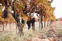 Toro, Piedra Winery Tour y degustaciones - Housity