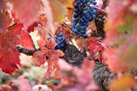 Toro, Piedra Winery Tour y degustaciones - Housity