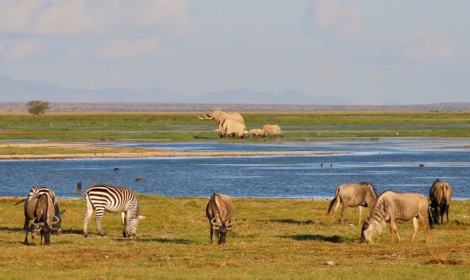 Kenya Visite privée du parc national d'Amboseli avec déjeuner