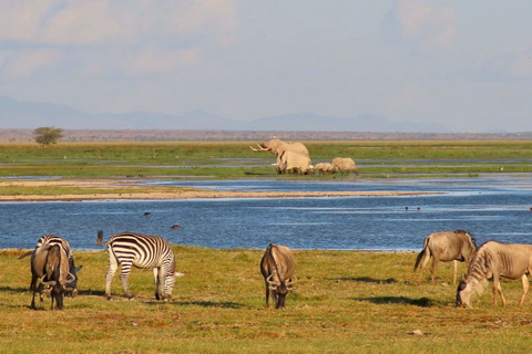 Kenya: Amboseli nationalpark privat tur med lunch