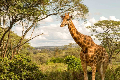 Kenya: Amboseli nationalpark privat tur med lunch