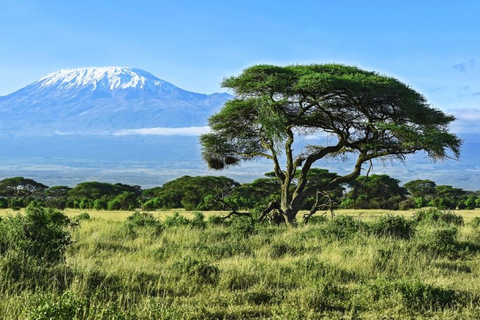 Kenia: Excursión Privada al Parque Nacional Amboseli con Almuerzo