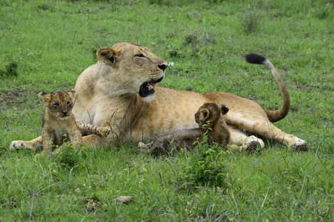 Kenya: Amboseli nationalpark privat tur med lunch