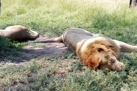 Kenya: Amboseli nationalpark privat tur med lunch