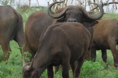 Serengeti-Ngorongoro safari