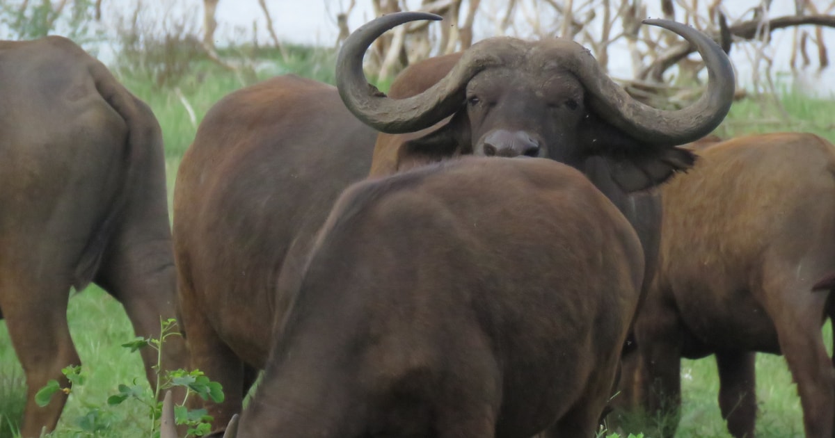 Serengeti Ngorongoro Safari Getyourguide