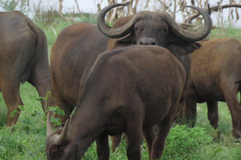 Serengeti-Ngorongoro safari