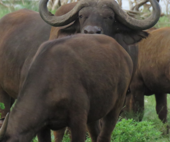 Serengeti-Ngorongoro safari