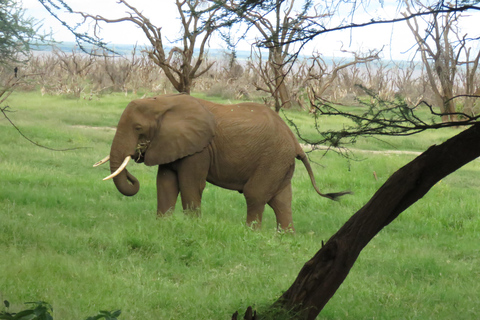 Serengeti-Ngorongoro safari