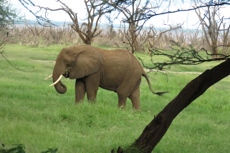 Serengeti-Ngorongoro safari