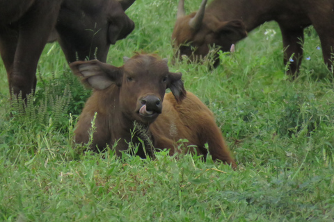 Serengeti-Ngorongoro safari