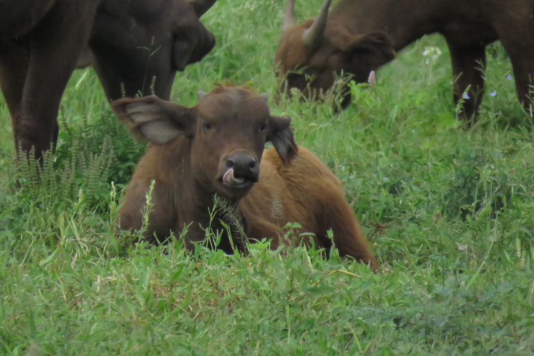 Serengeti-Ngorongoro safari