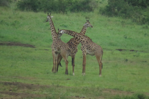 Serengeti-Ngorongoro safari