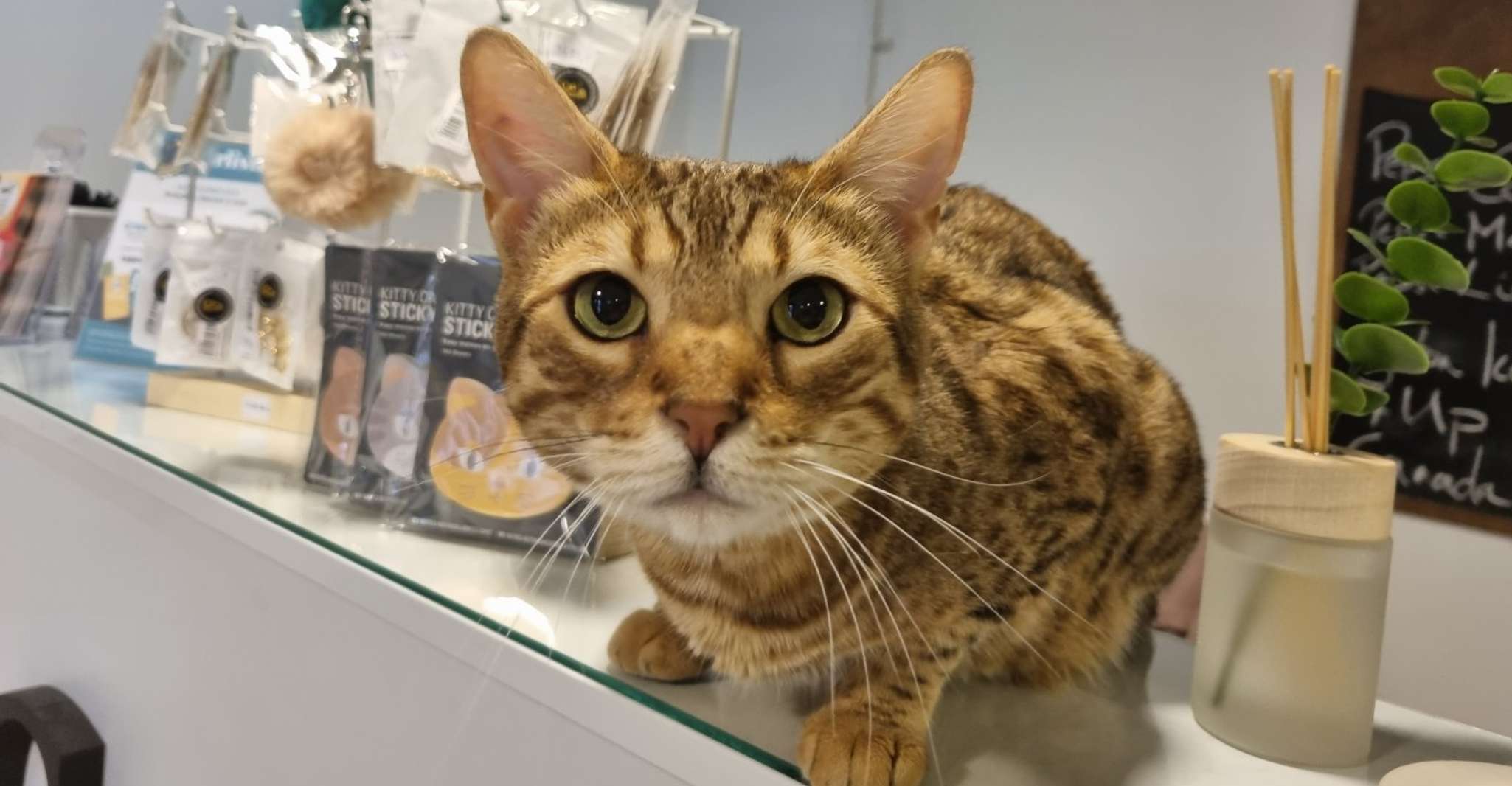 Budapest: Cat Museum Budapest Entry Ticket photo 6