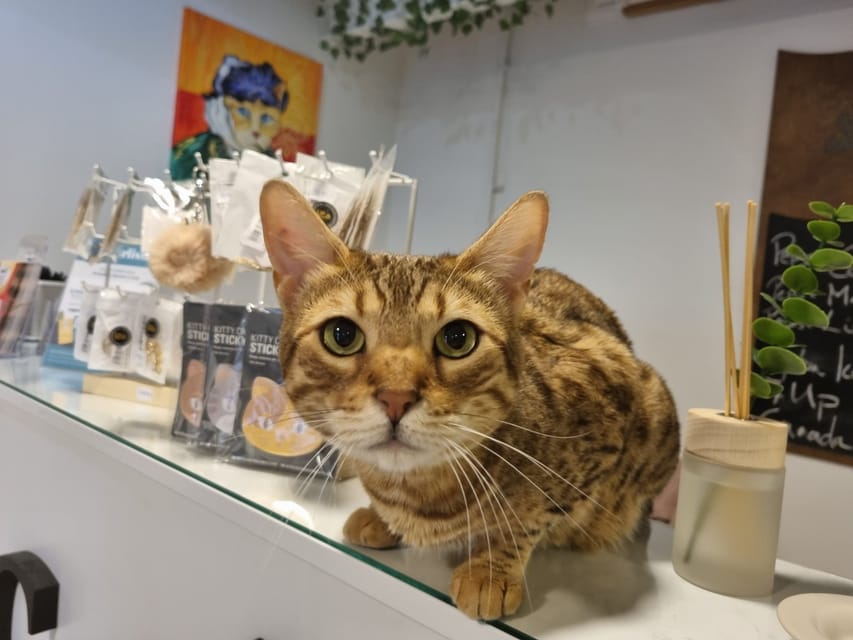 About Us – Cat Café Budapest