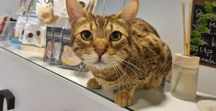 Budapest: Cat Museum Budapest Entry Ticket photo 6