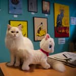 Budapest: Biglietto d'ingresso per il Museo del Gatto di Budapest