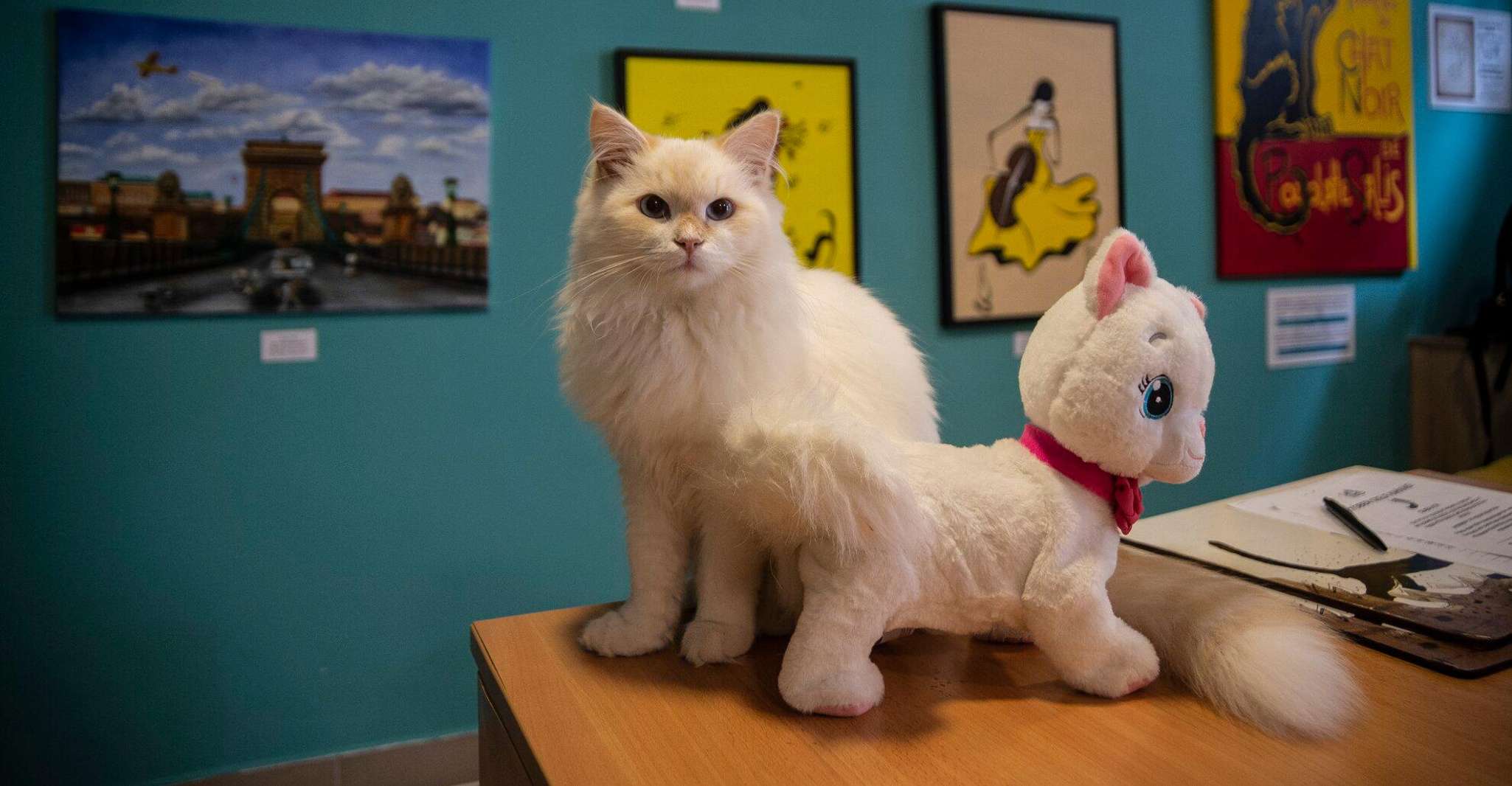 Budapest: Cat Museum Budapest Entry Ticket photo 1