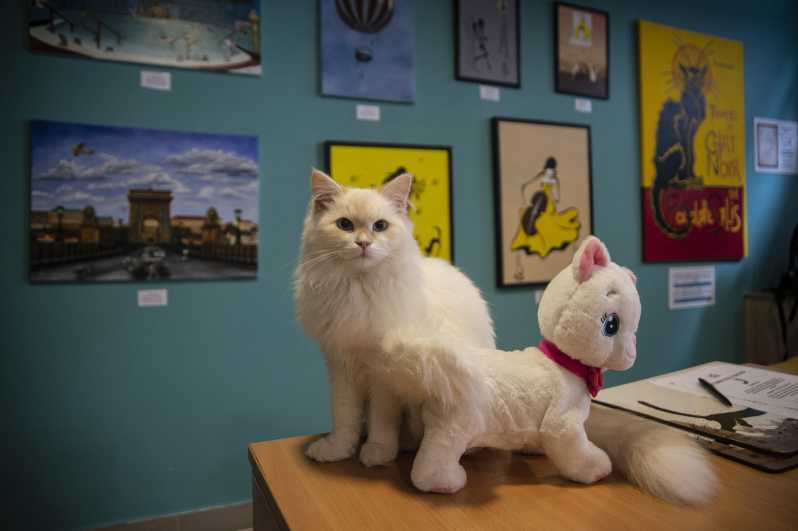 Budapest: biglietto d'ingresso al Museo dei gatti di Budapest