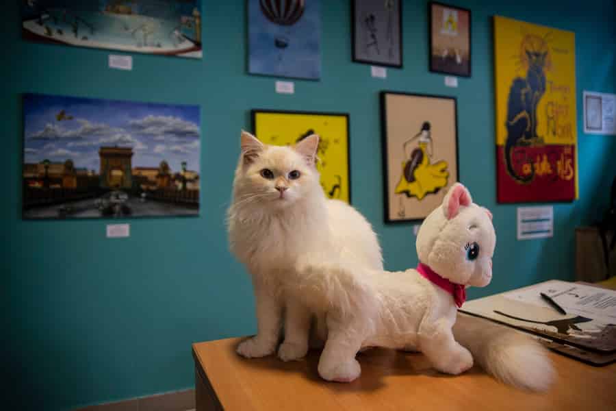Budapest: Ticket für das Katzenmuseum Budapest