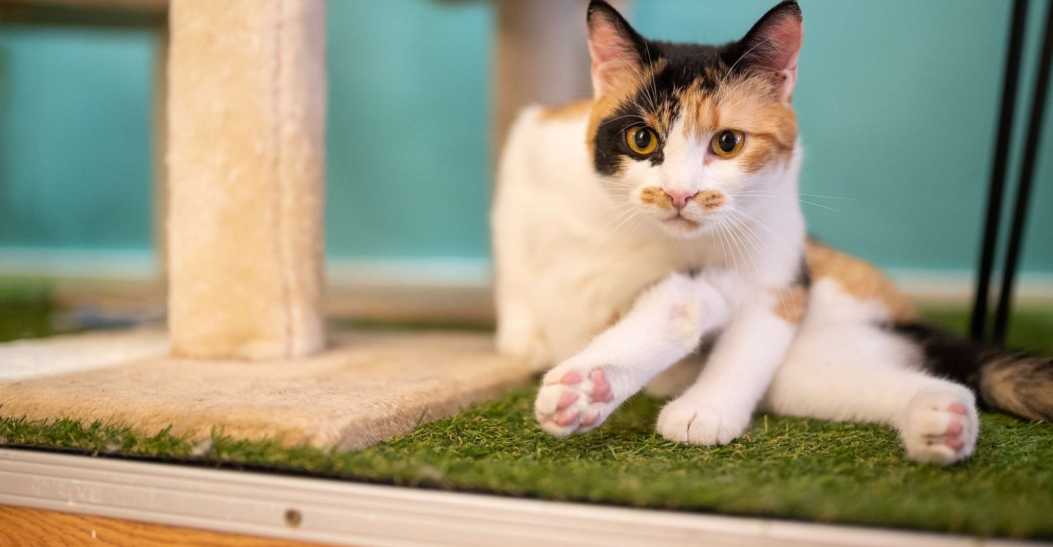 Budapest: Cat Museum Budapest Entry Ticket photo 7