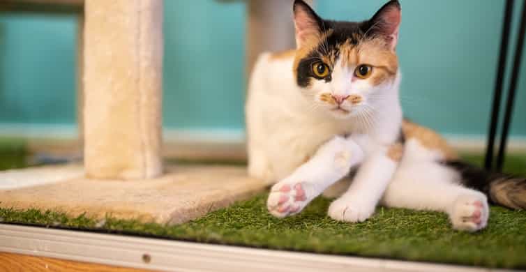 Budapest: Cat Museum Budapest Entry Ticket photo 7