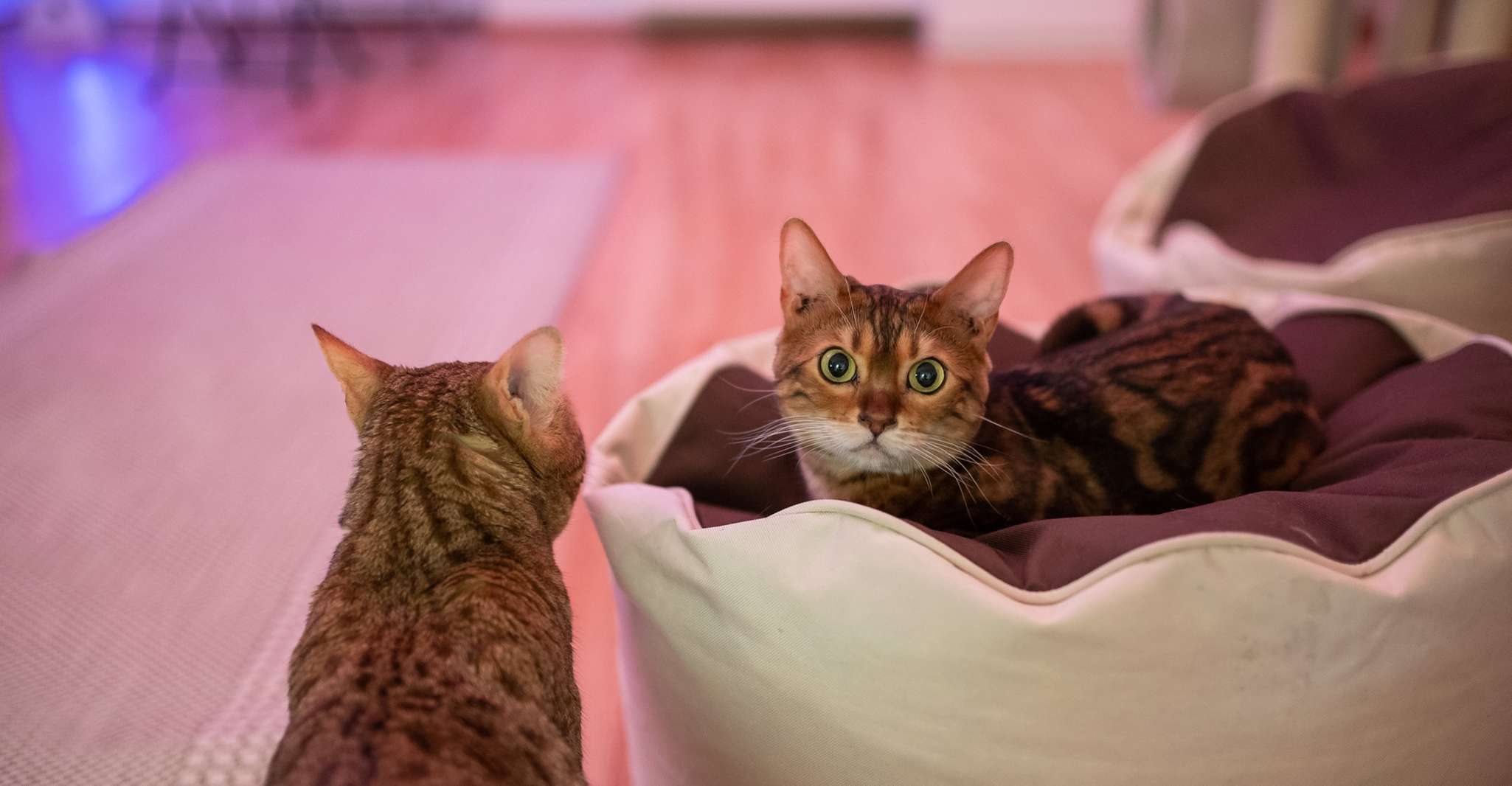 Budapest: Cat Museum Budapest Entry Ticket photo 10