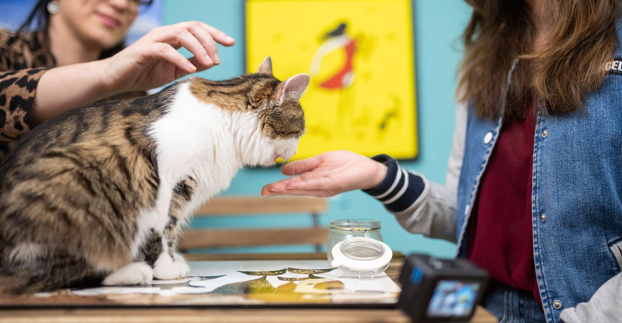 Budapest: Cat Museum Budapest Entry Ticket photo 2