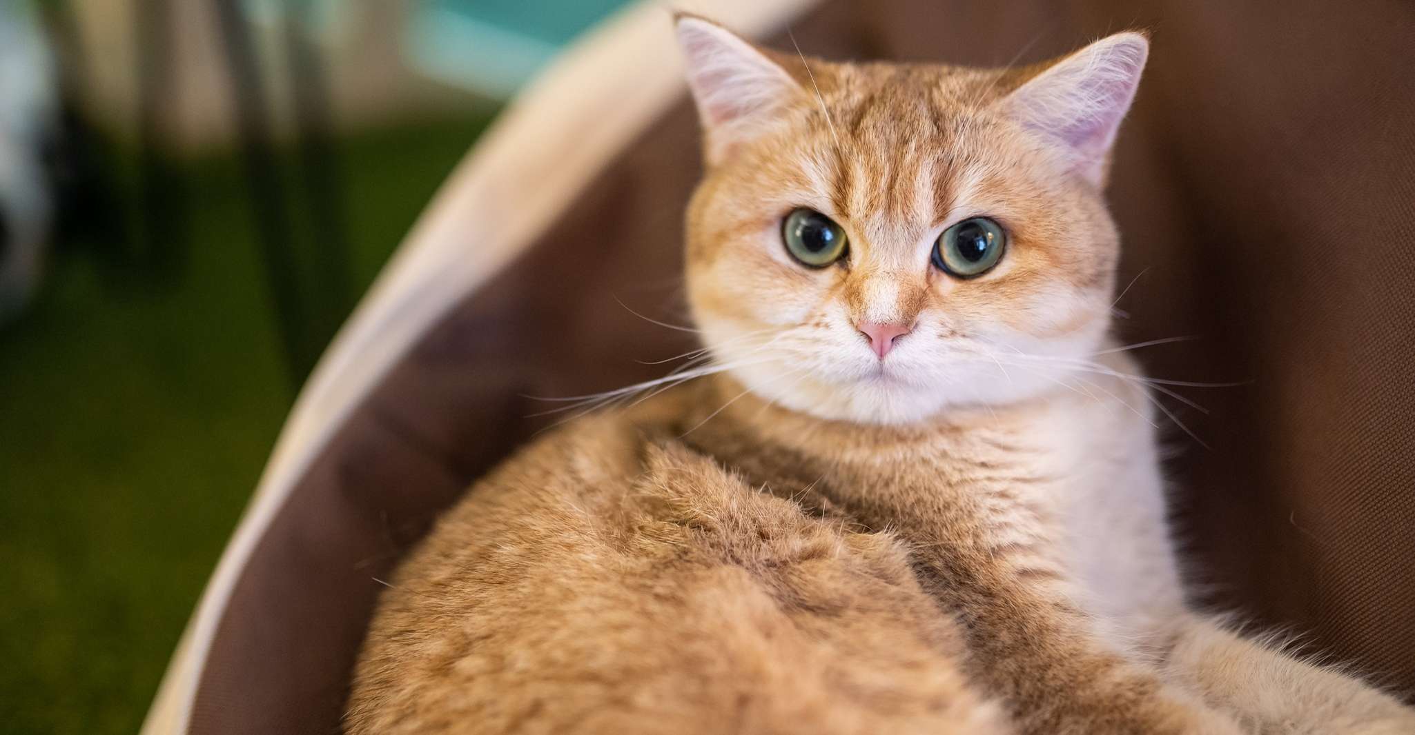 Budapest: Cat Museum Budapest Entry Ticket photo 8