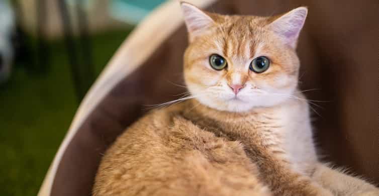 Budapest: Cat Museum Budapest Entry Ticket photo 8