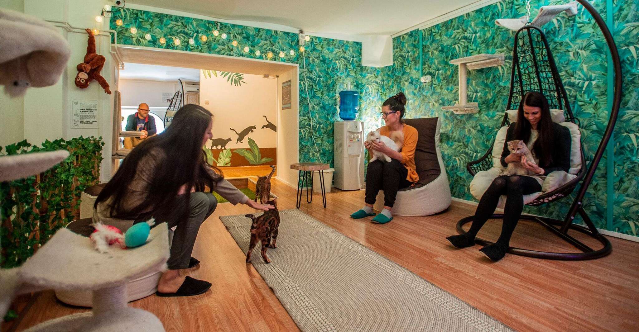 Budapest: Cat Museum Budapest Entry Ticket photo 3