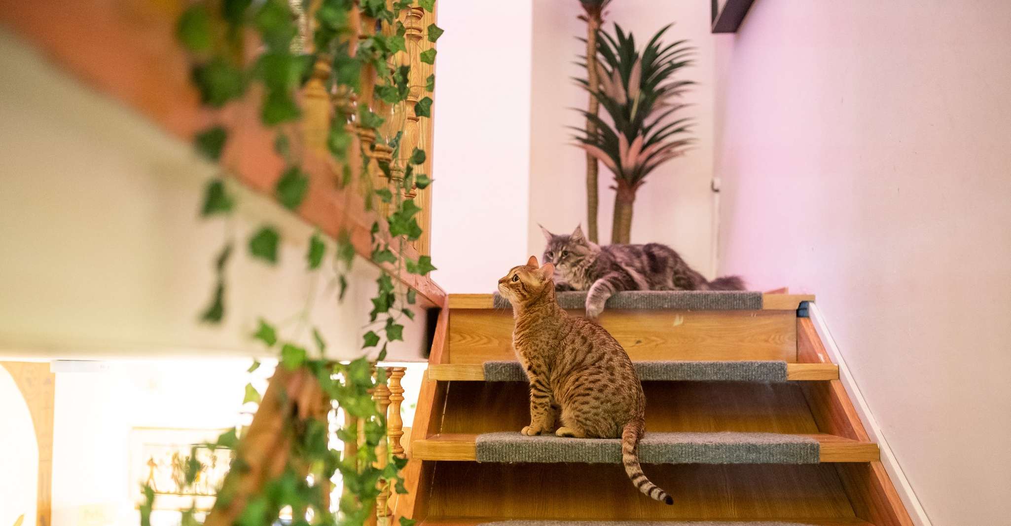 Budapest: Cat Museum Budapest Entry Ticket photo 11