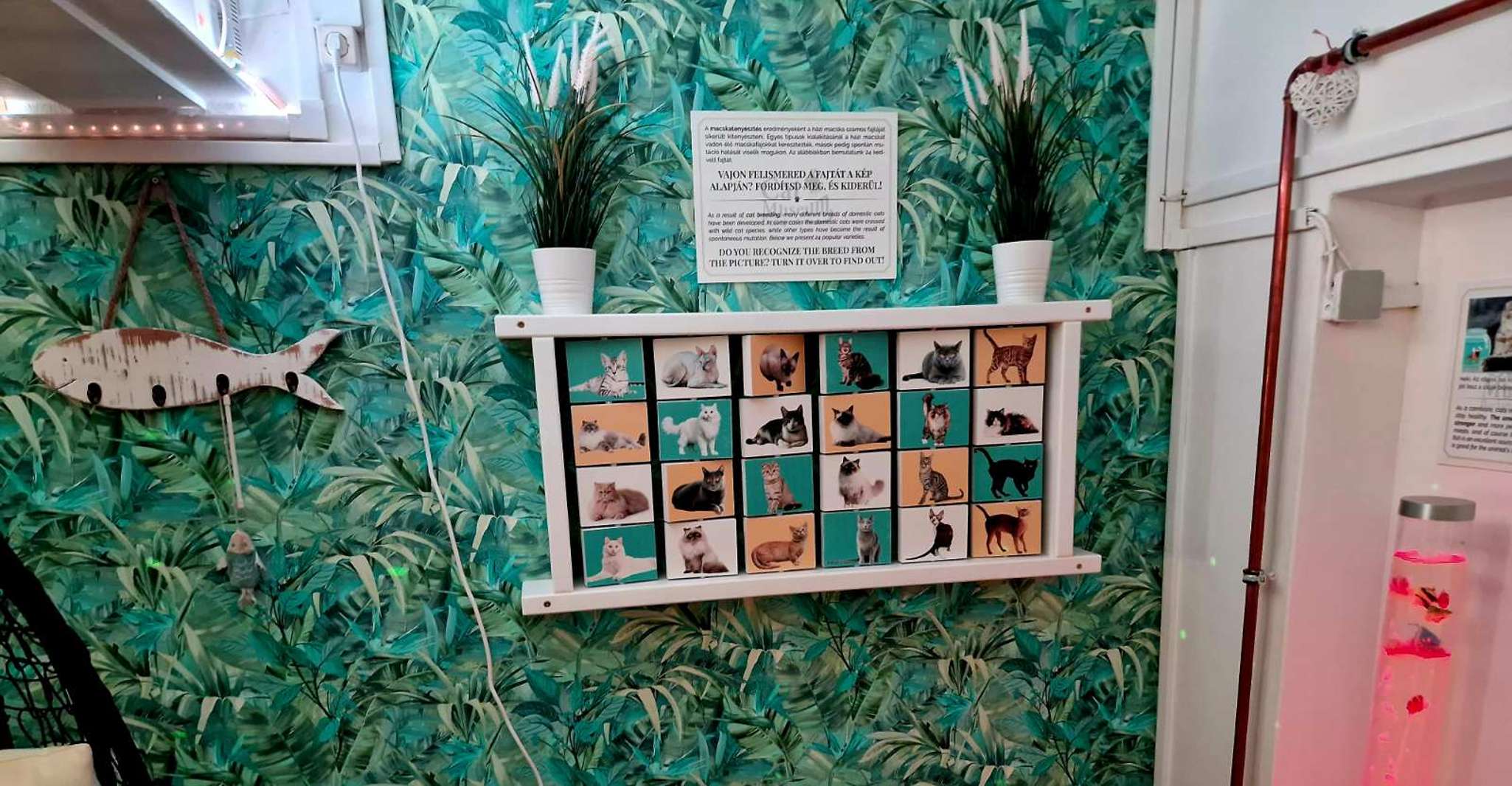 Budapest: Cat Museum Budapest Entry Ticket photo 12