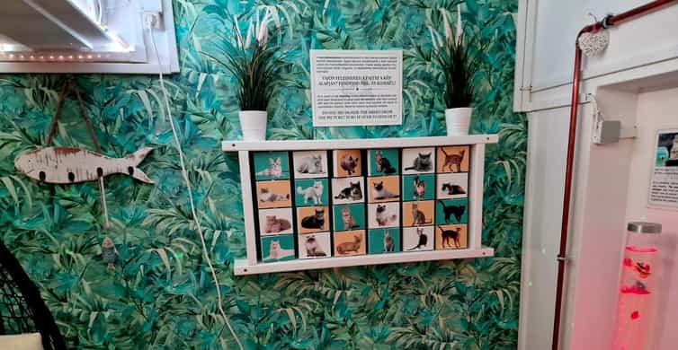 Budapest: Cat Museum Budapest Entry Ticket photo 12