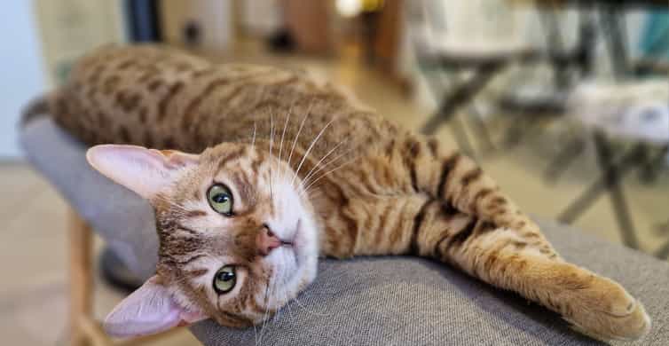 Budapest: Cat Museum Budapest Entry Ticket photo 17