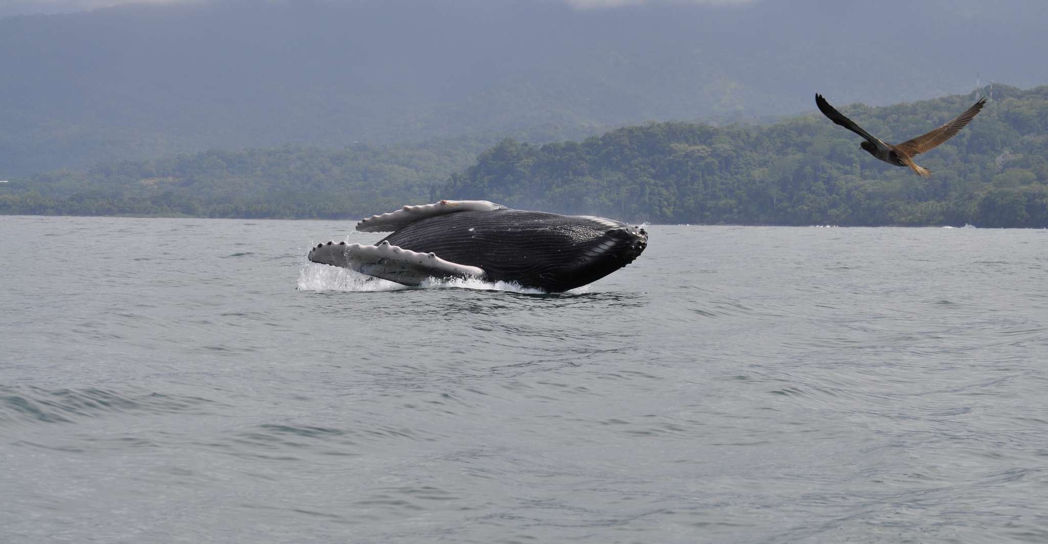 Uvita, Whale Watching Boat Trip with Drinks and Snacks - SuiteTrails