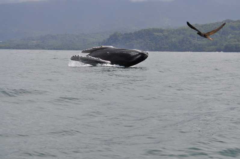 Uvita: Passeio de barco para observação de baleias com bebidas e lanches
