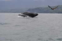 Uvita, Whale Watching Boat Trip con bevande e snack - Hizvo