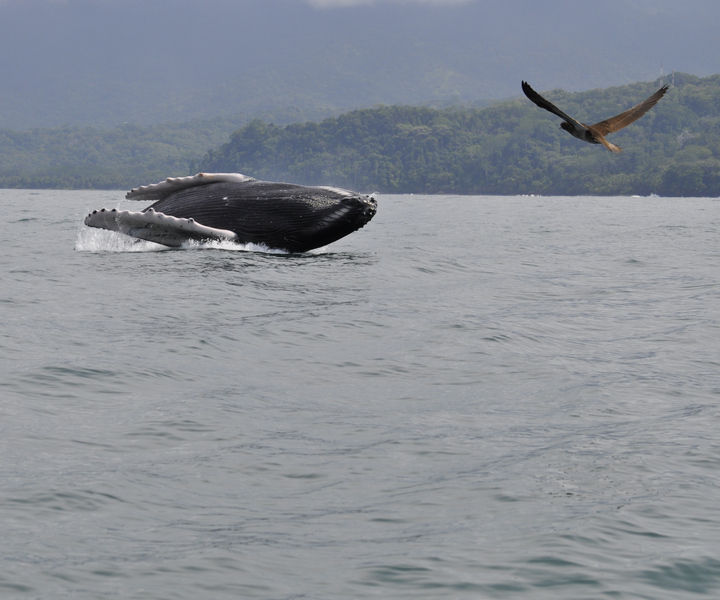 whale waching in Uvita