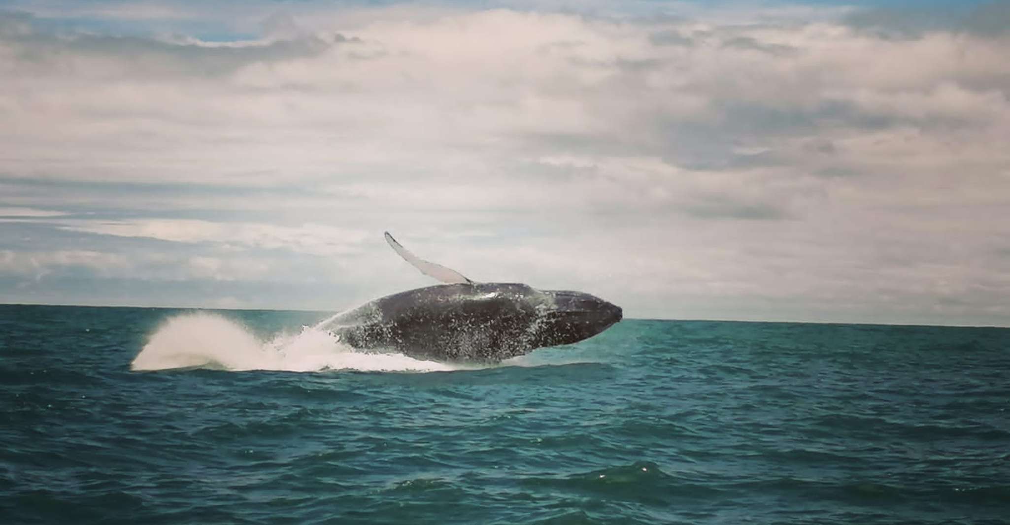 Uvita, Whale Watching Boat Trip with Drinks and Snacks - SuiteTrails