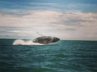 Uvita, Whale Watching Boat Trip con bevande e snack - Hizvo