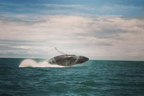 Uvita: Whale & Dolphin Watching Boat Trip w/ Drinks & Snacks