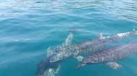 Uvita, Whale Watching Boat Trip con bevande e snack - Hizvo