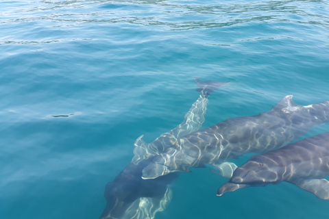 Uvita: Whale & Dolphin Watching Boat Trip w/ Drinks & Snacks