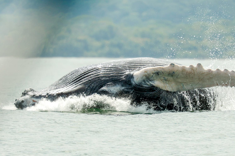 Uvita: Whale & Dolphin Watching Boat Trip w/ Drinks & Snacks